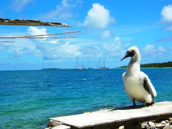 Penrhyn-Albatros-chick