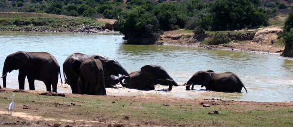 Addo Elephant Park 2