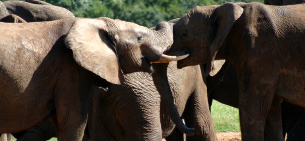 Addo Elephant Park 3